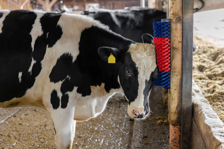 KERBL Kratzbürste XL